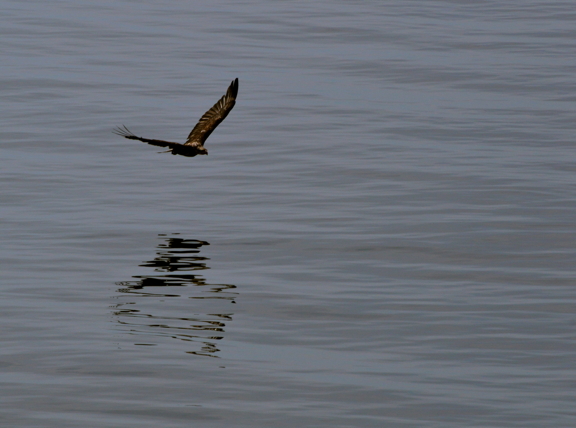 Juvenile Bald Eagle over the Salish Sea. Photo by Alex Shapiro.